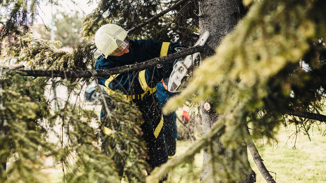 Equipa de arboricultura a abater uma árvore com motosserra num jardim da Grande Lisboa