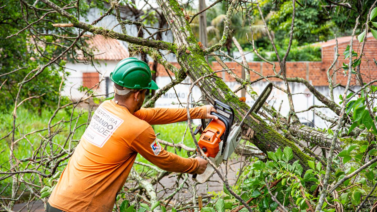 Arborista suspenso por cordas a desramar uma árvore de grande porte com segurança