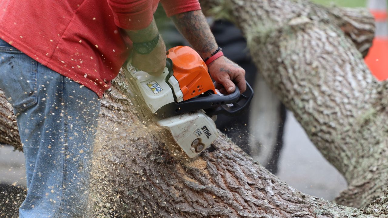 Arborista com capacete e motosserra a preparar o corte de um tronco num jardim de Lisboa
