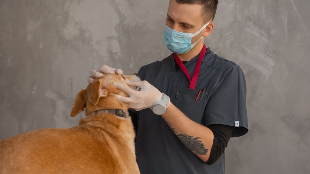 Veterinário a examinar um animal de estimação numa clínica em Lisboa