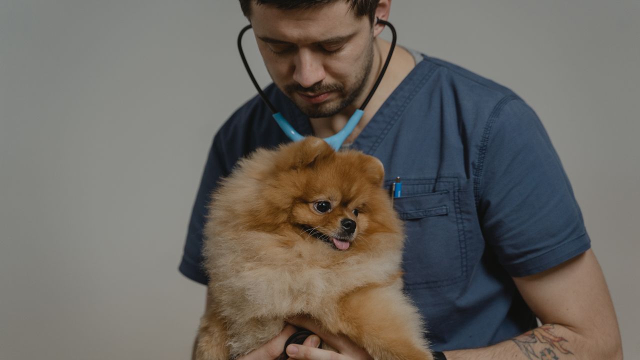 Clínica veterinária moderna com equipa a cuidar de animais em Lisboa