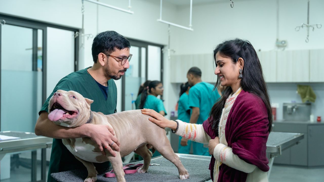 Dono de animal a pesquisar clínica veterinária local em Lisboa no telemóvel