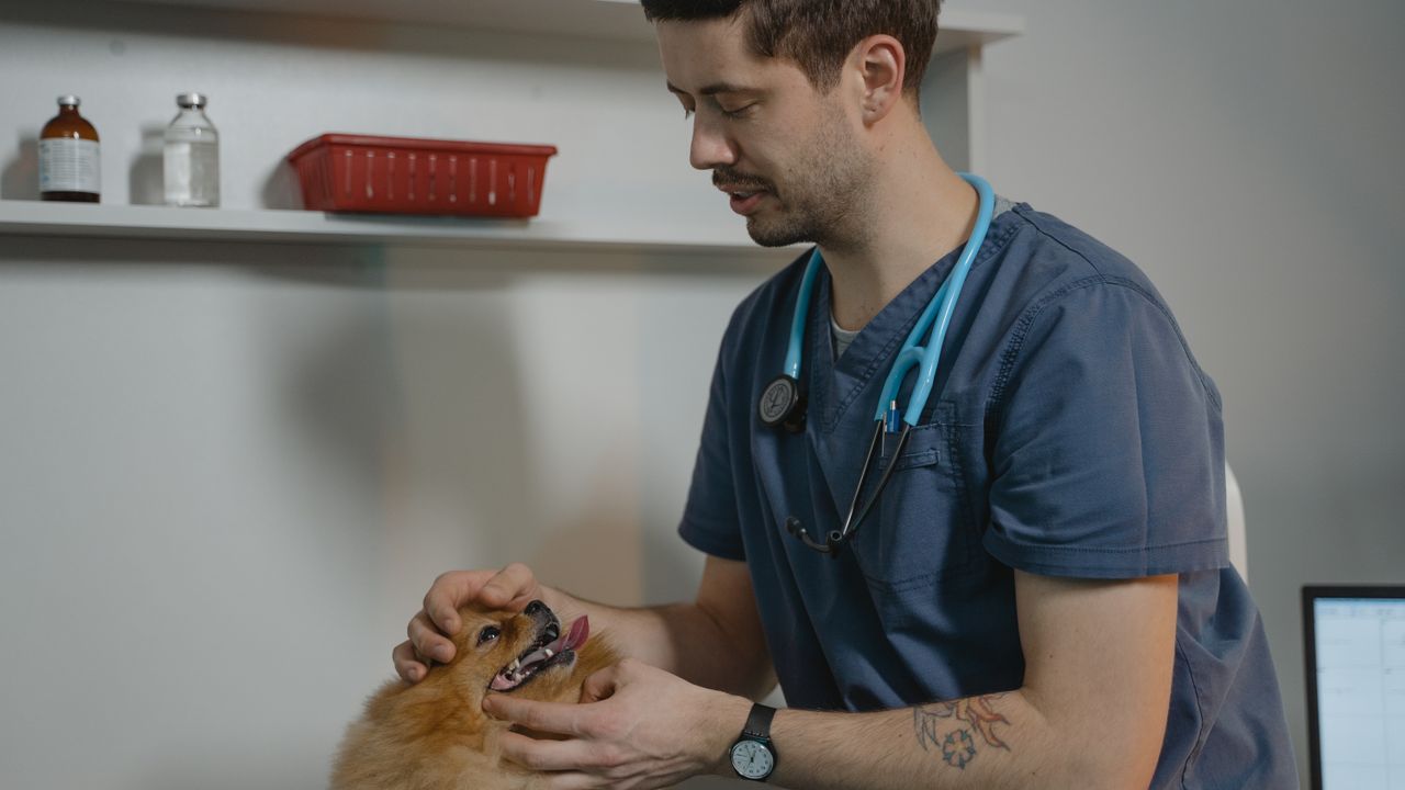 Equipa veterinária a analisar resultados de marketing digital em Lisboa